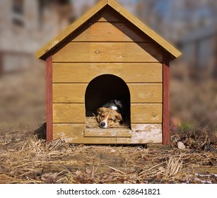 Mixed Breed Dog Watching Out Of His Kennel, Guards Yard Biside Doghouse.