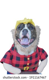 Mixed Breed Dog Wearing A Costume