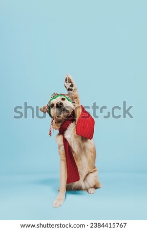 Mixed Breed Dog Wearing Red Scarf and Christmas Hat Isolated in Studio on Light Blue Background
