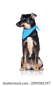 Mixed Breed Dog In A White Studio Wearing Blue Bandana