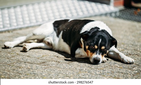 Mixed Breed Dog Is In Yard, Exhausted From Summer Heat