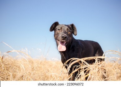 Mixed Breed Dog In Yellow Grass