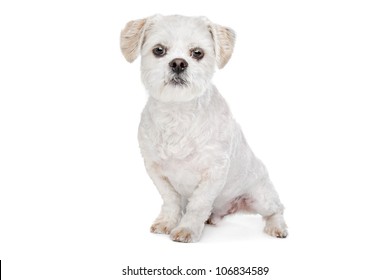 Maltese Shih Tzu Images Stock Photos Vectors Shutterstock