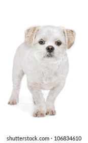 Maltese Shih Tzu Images Stock Photos Vectors Shutterstock