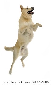 Mixed breed funny face dog jump up in studio