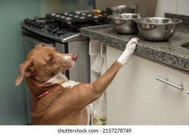 Mixed Breed Hungry Dog Standing On Kitchen Counter Looking For Food In The Bowls. 