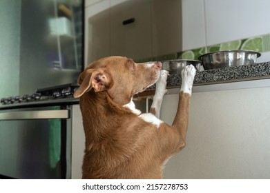 Mixed Breed Hungry Dog Standing On Kitchen Counter Looking For Food In The Bowls. 