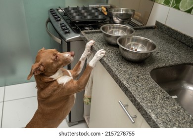 Mixed Breed Hungry Dog Standing On Kitchen Counter Looking For Food In The Bowls. 