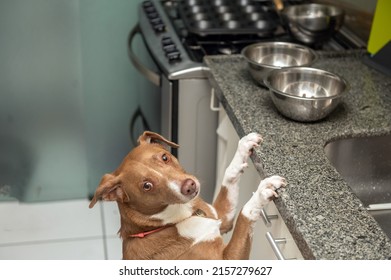 Mixed Breed Hungry Dog Standing On Kitchen Counter Looking For Food In The Bowls, Looking At The Camera.