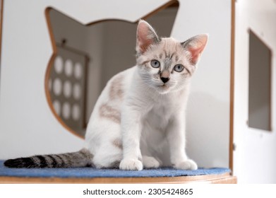 mixed breed kitten cat on a cat tree house - Shutterstock ID 2305424865