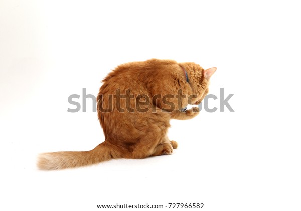 Mixed Breed Maine Coon Cat On Stock Photo Edit Now 727966582