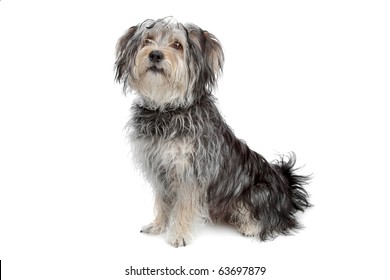 Mixed Breed Maltese Dog/yorkshire Terrier Isolated On White