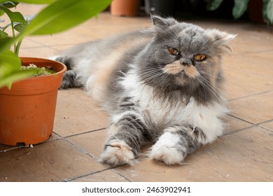 A mixed breed Persian-Munchkin cat with long hair resting by a potted plant in a tiled, outdoor garden - Powered by Shutterstock