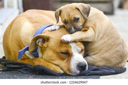 mixed breed puppy of an amstaff dog with mother  - Shutterstock ID 1224629047