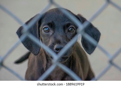 Mixed Breed Puppy Behind Bars