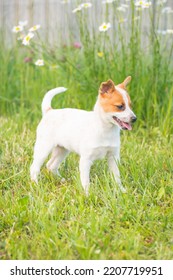 Mixed Breed Puppy Of Jack Russell Terrier Staying On The Grass With Tongue Out. Happy Cut Baby Dog Is Waiting For Playing Game. Adopted From Dog Shelter. Crossbreed.