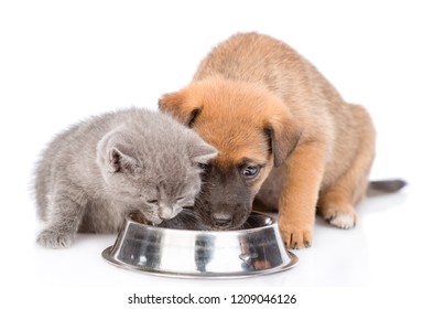 Mixed Breed Puppy And Kitten Eating Together From One Bowl. Isolated On White Background