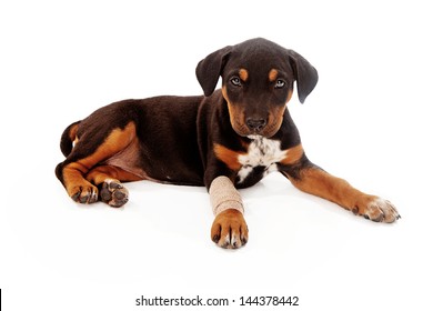 A mixed breed puppy laying down with a broken leg. Isolated against a white backdrop.