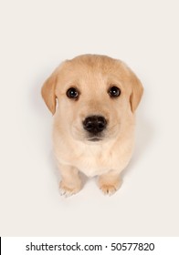 Mixed Breed Puppy Looking Up And Begging