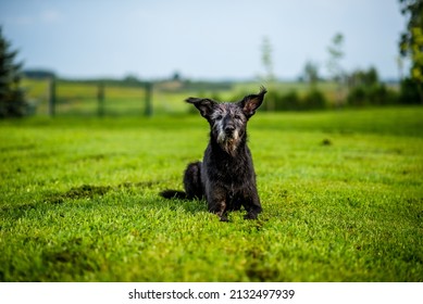 Mixed breed senior black dog resting in the grass. Black dog on green neutral background. Black mixed breed dog in the field running and walking on the grass