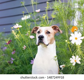 Short Hair Breeds Images Stock Photos Vectors Shutterstock