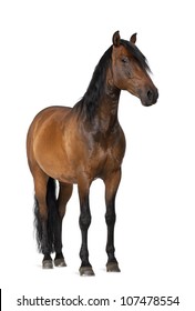 Mixed breed of Spanish and Arabian horse, 8 years old, portrait standing against white background
