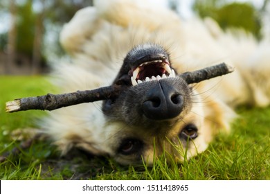 Mixed Breed White Dog Rolling On Its Back Biting And Playing With A Wooden Stick In The Park