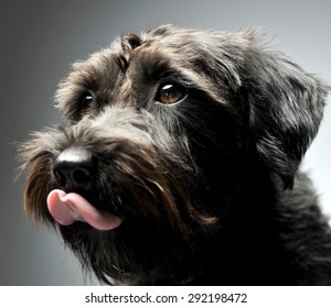 mixed breed wired hair dog portrait in studio