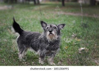 Wirehaired Terrier Mixed Breed Dog Images Stock Photos Vectors Shutterstock