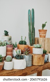 Cactus et succulents mélangés dans de petits pots