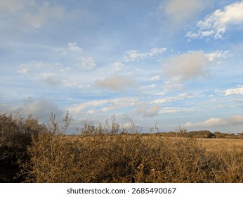 Mixed Cloud Types In Pale Blue Sky With Dry Grass Field Behind Hedge