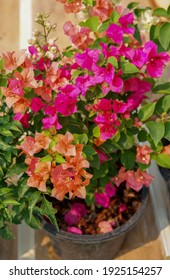 Mixed Color Bougainvillea Flowers In Black Plastic Flower Pot