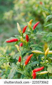 Mixed Colored Chilli Peppers On Tree.