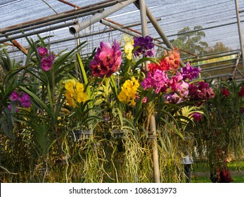 Mixed Colorful Orchids Hanging From An Orchid Farm Tent