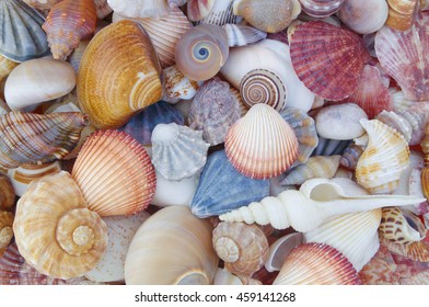 Mixed Colorful Sea Shells As Background