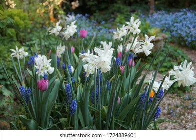 A mixed container of bulbs, lasagne planted to give succession flowering over several weeks. First to appear were grape hyacinths followed by narcissus Thalia and pastel coloured tulips.