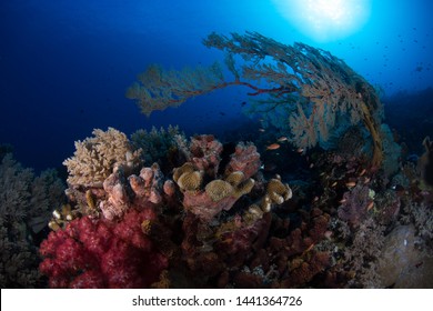 Mixed Coral Seascape In Tubbataha, Philippines. 