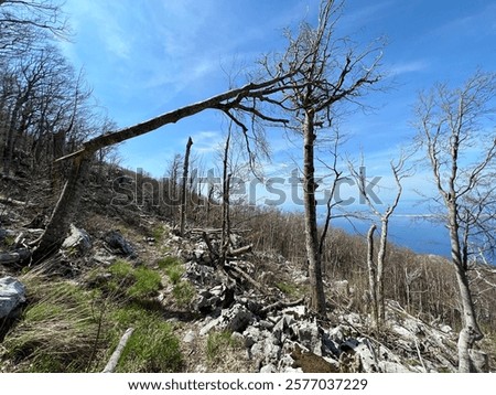 Mixed deciduous mountain forest several years after a devastating fire, Northern Velebit National Park, Croatia (Miješana bjelogorična planinska šuma nekoliko godina nakon požara - NP Sjeverni Velebit