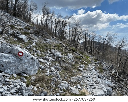 Mixed deciduous mountain forest several years after a devastating fire, Velebit Nature Park, Croatia (Miješana bjelogorična planinska šuma nekoliko godina nakon požara - Park prirode Velebit, Hrvatska
