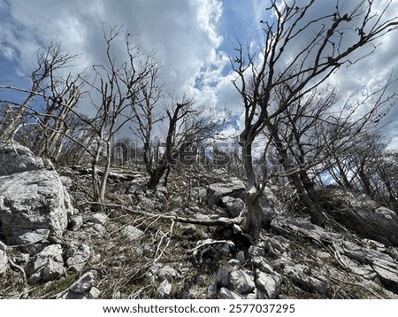 Mixed deciduous mountain forest several years after a devastating fire, Northern Velebit National Park, Croatia (Miješana bjelogorična planinska šuma nekoliko godina nakon požara - NP Sjeverni Velebit