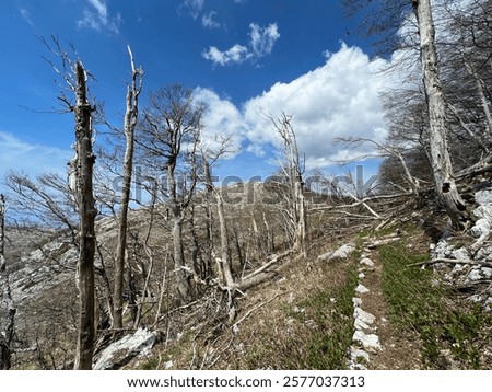 Mixed deciduous mountain forest several years after a devastating fire, Northern Velebit National Park, Croatia (Miješana bjelogorična planinska šuma nekoliko godina nakon požara - NP Sjeverni Velebit