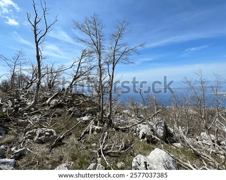 Mixed deciduous mountain forest several years after a devastating fire, Northern Velebit National Park, Croatia (Miješana bjelogorična planinska šuma nekoliko godina nakon požara - NP Sjeverni Velebit