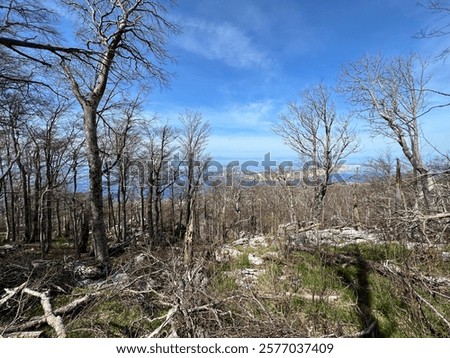 Mixed deciduous mountain forest several years after a devastating fire, Northern Velebit National Park, Croatia (Miješana bjelogorična planinska šuma nekoliko godina nakon požara - NP Sjeverni Velebit