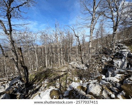Mixed deciduous mountain forest several years after a devastating fire, Northern Velebit National Park, Croatia (Miješana bjelogorična planinska šuma nekoliko godina nakon požara - NP Sjeverni Velebit