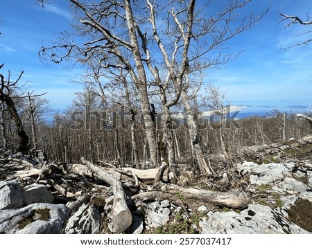 Mixed deciduous mountain forest several years after a devastating fire, Northern Velebit National Park, Croatia (Miješana bjelogorična planinska šuma nekoliko godina nakon požara - NP Sjeverni Velebit