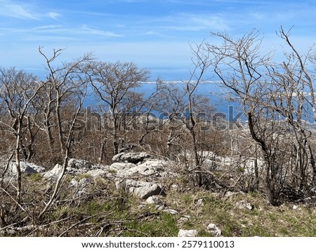 Mixed deciduous mountain forest several years after a devastating fire, Northern Velebit National Park, Croatia (Miješana bjelogorična planinska šuma nekoliko godina nakon požara - NP Sjeverni Velebit