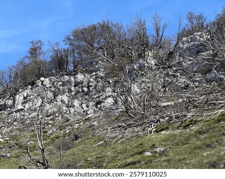 Mixed deciduous mountain forest several years after a devastating fire, Northern Velebit National Park, Croatia (Miješana bjelogorična planinska šuma nekoliko godina nakon požara - NP Sjeverni Velebit