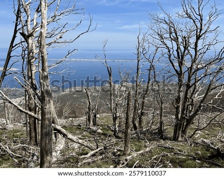 Mixed deciduous mountain forest several years after a devastating fire, Northern Velebit National Park, Croatia (Miješana bjelogorična planinska šuma nekoliko godina nakon požara - NP Sjeverni Velebit