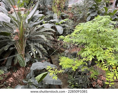 Mixed exotic foliage seen from above in Belfast Botanics Garden Glasshouse.