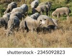 A mixed flock of approximately 300 hundred sheep and goats recently undertook the job of clearing overgrown weeds and grass on Travis Air Force Base, on May 17, 2018. 